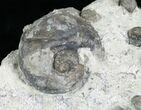 Gastropod & Brachiopod Fossils - Indiana #6609-3